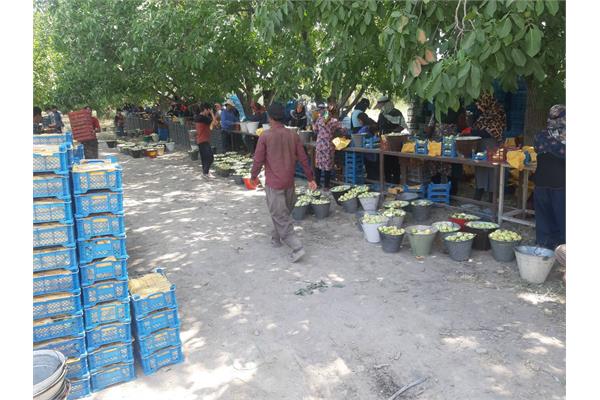 نتیجه پروژه " احیای باغ آلو"  در استان البرز :  برداشت ۵۰۰ تن  محصولات سردرختی